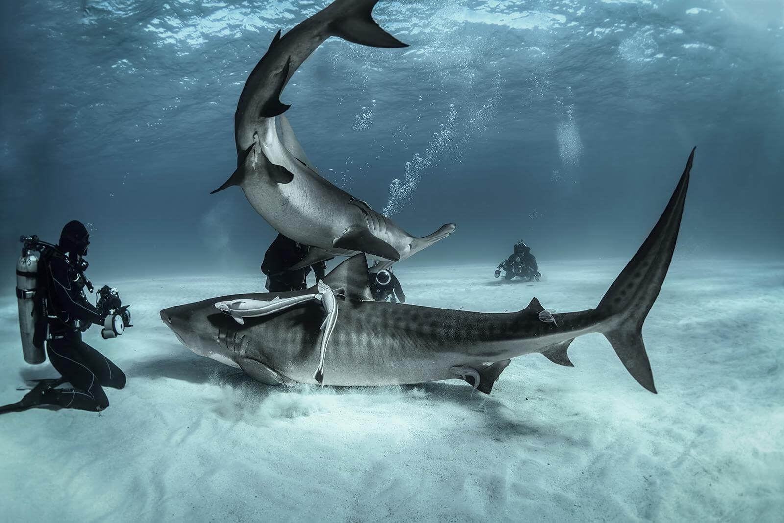 10 Unbelievable photos of ocean giants 9 Sharks at Tiger beach