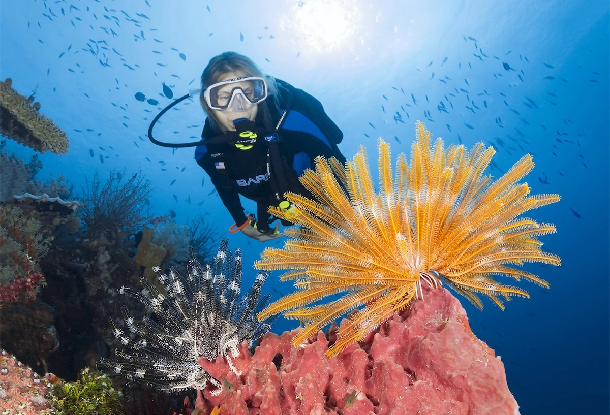 Wakatobi diver and coral reef