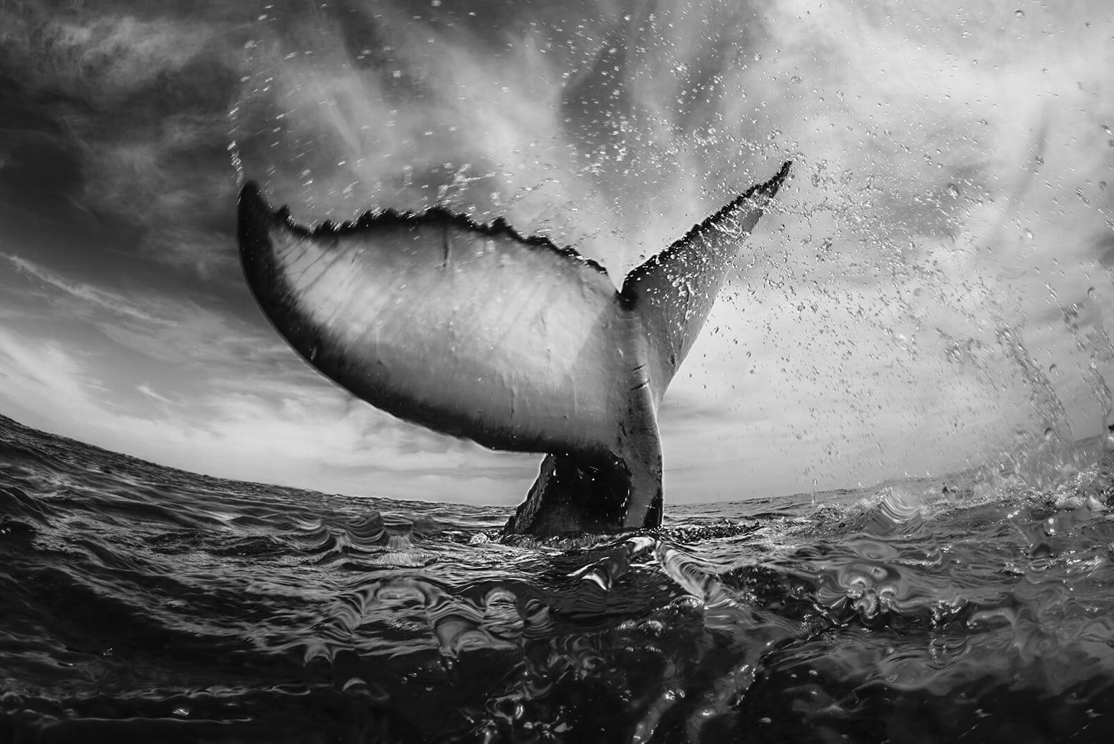 10 Unbelievable photos of ocean giants 5 Whale Tail