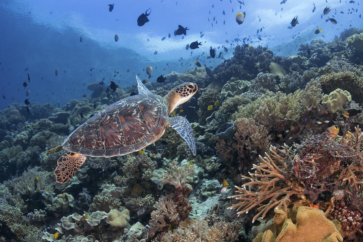 Turkey Beach dive site