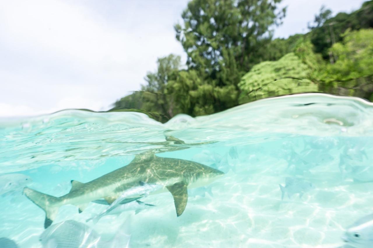 7 Best Raja Ampat Dive Sites 2 Best Raja Ampat Dive Sites