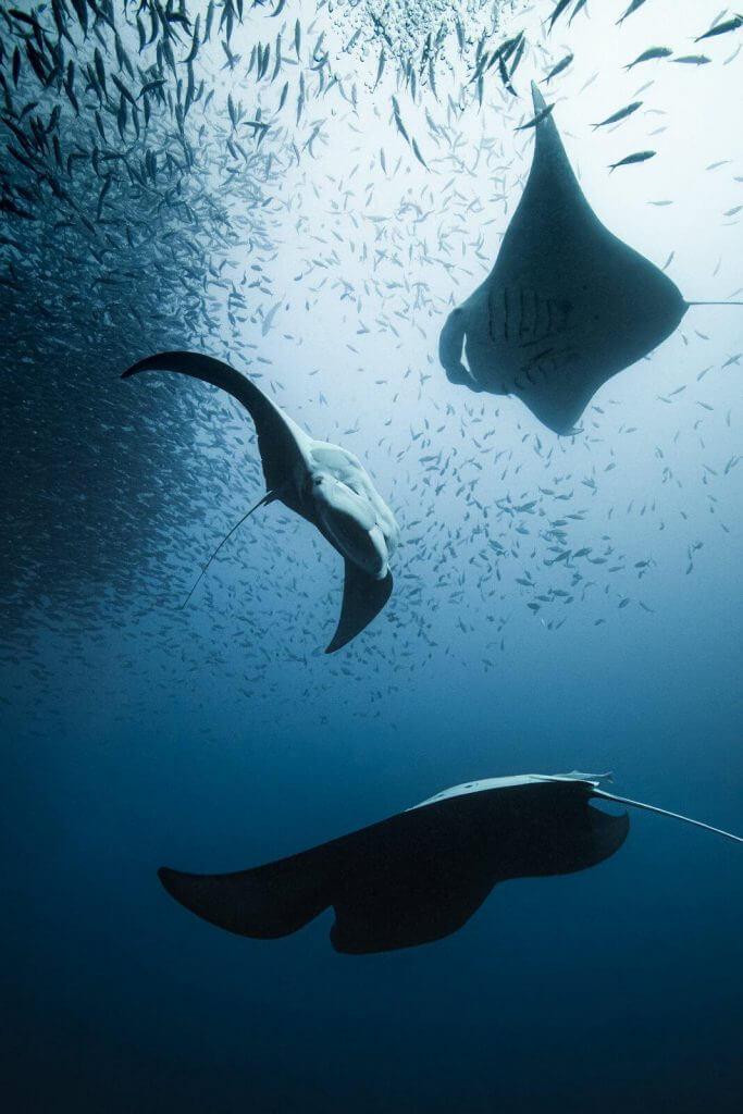 Underwater Photography by Simon Lorenz 10 Manta rays at palau coral reefs by Simon Lorenz