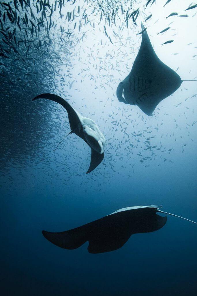 Manta rays at palau coral reefs by Simon Lorenz