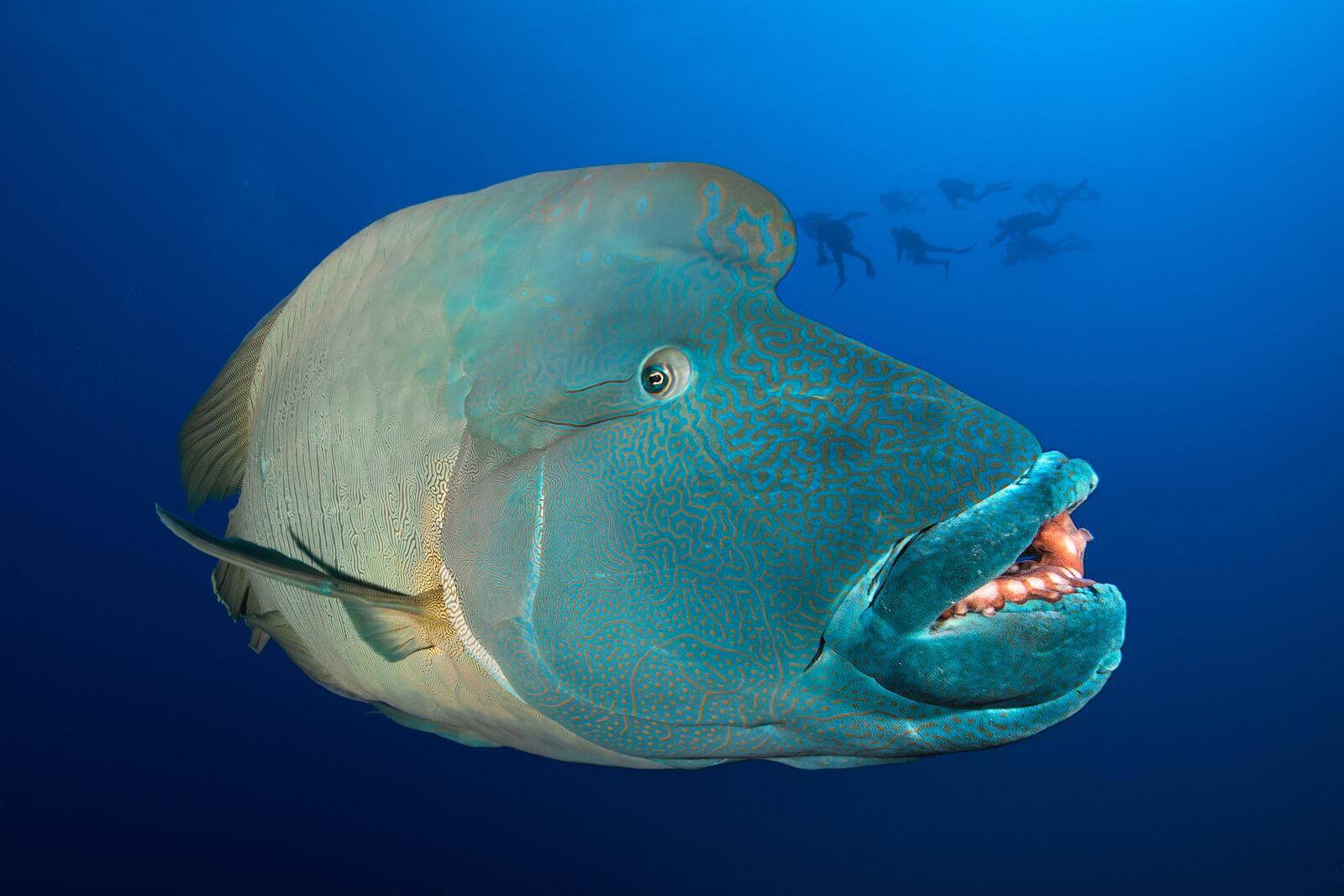 Napoleon Wrasse at Red Sea by Simon Lorenz