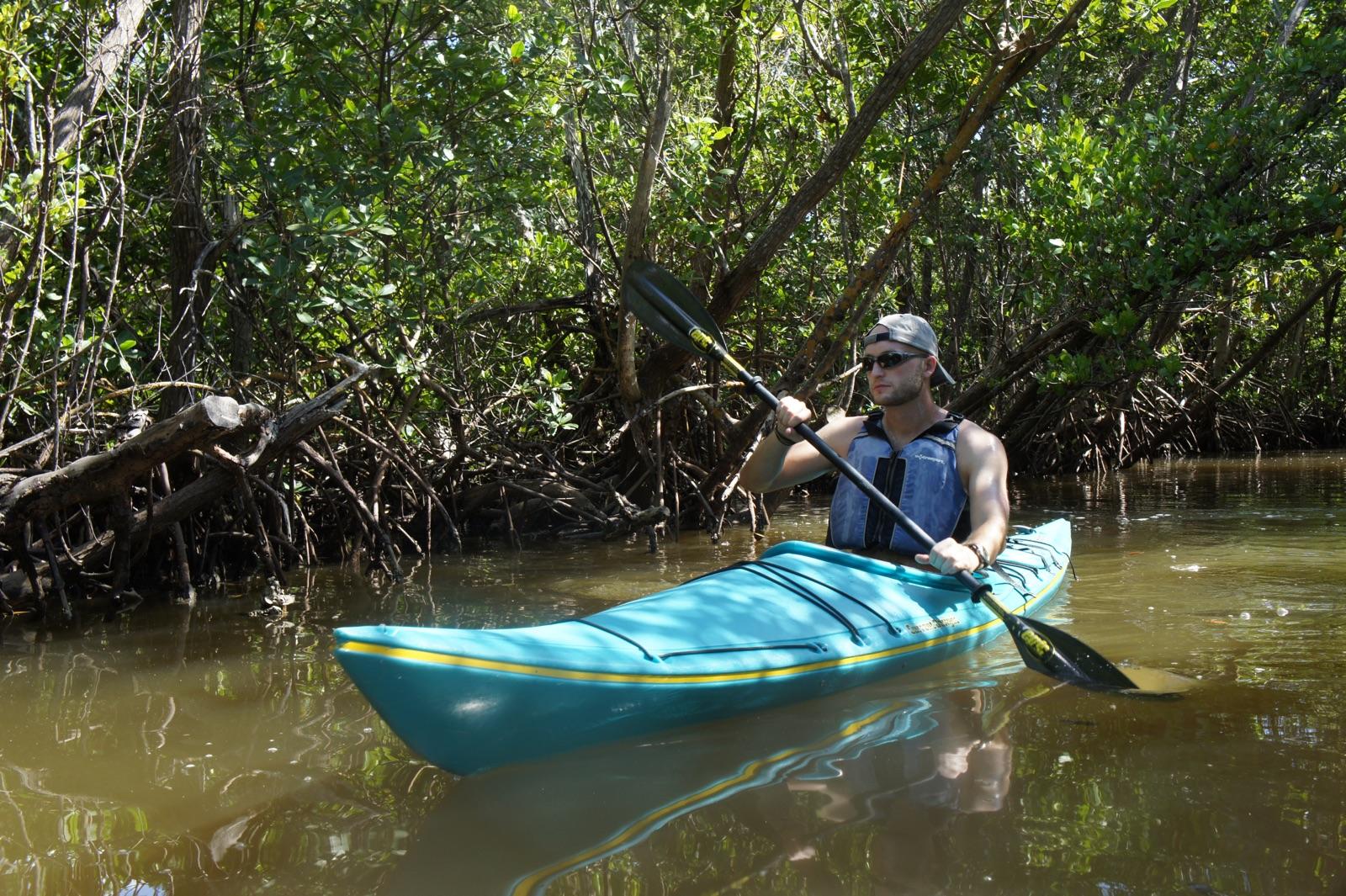 mangrove kayaking