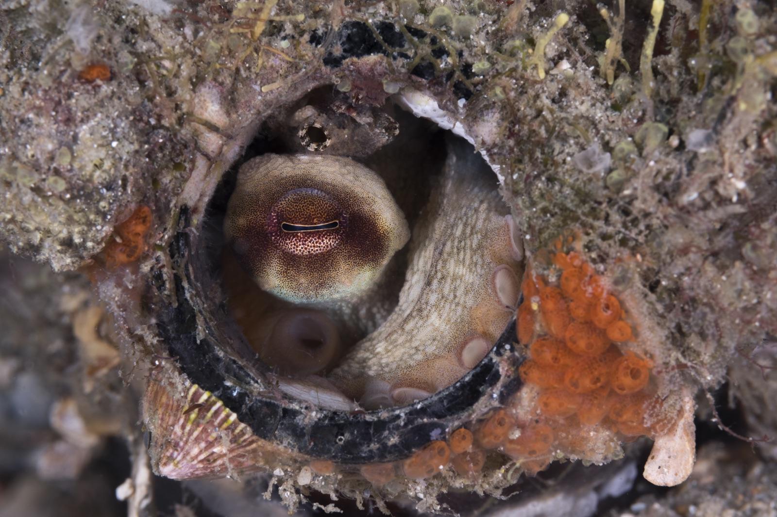 fort myers diving 5