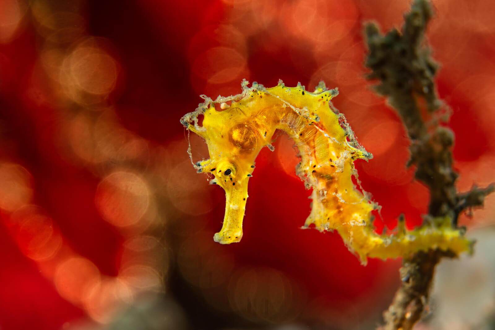 Underwater Photography by Simon Lorenz 9 Sea Horse at Lembeh Island by Simon Lorenz