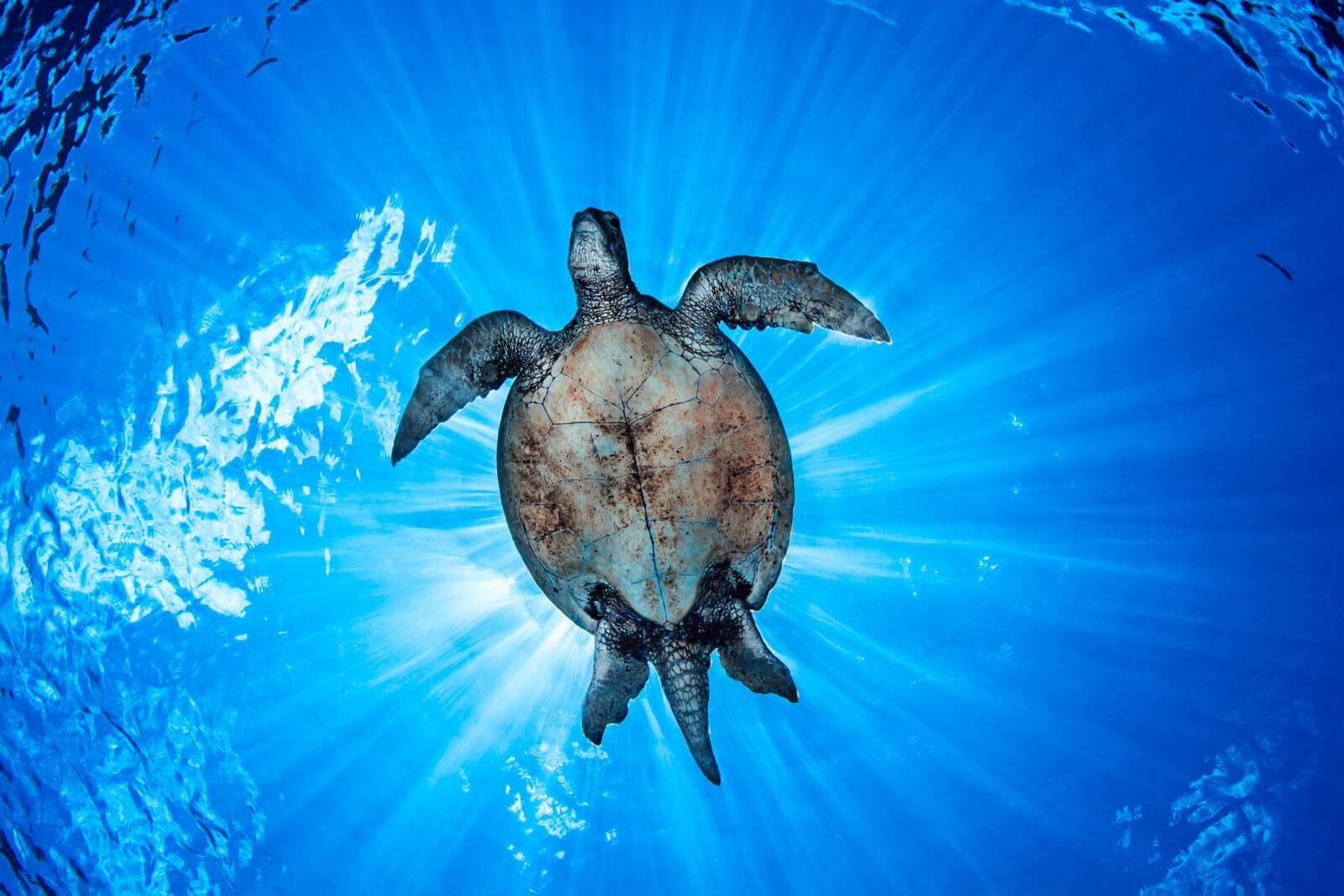 Sea Turtle at Sipadan Island