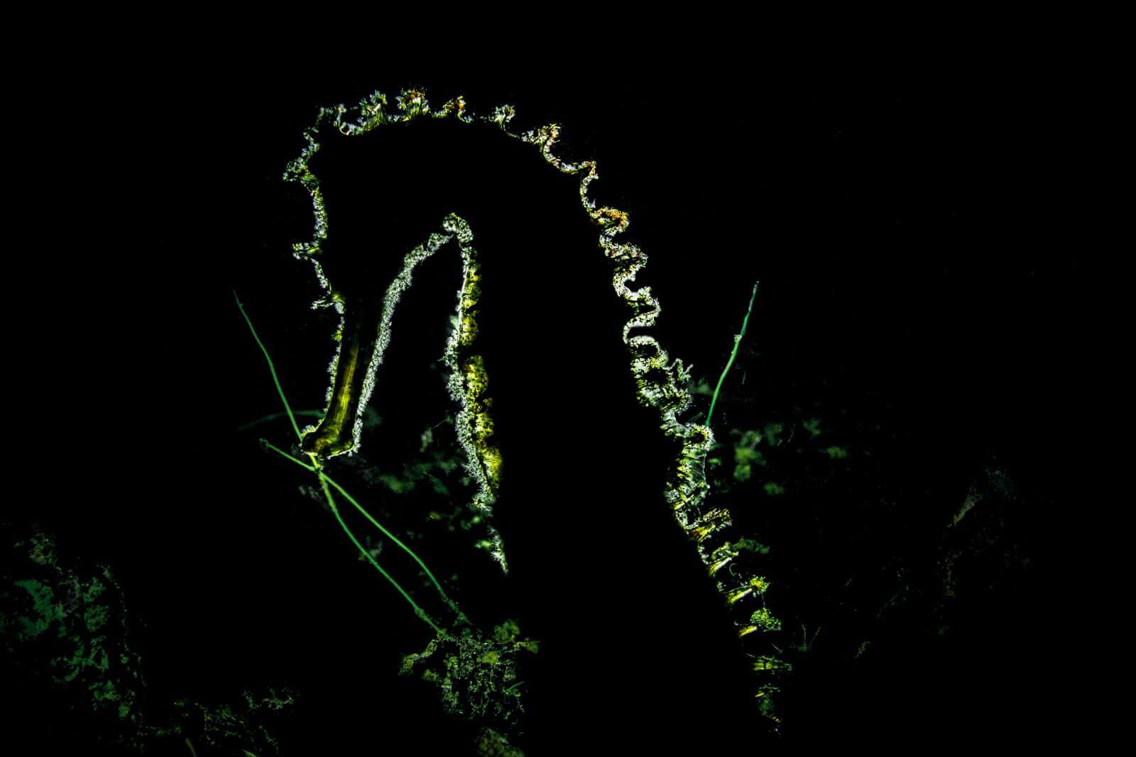 Underwater Photography by Simon Lorenz 5 Sear Horse at Manado by Simon Lorenz