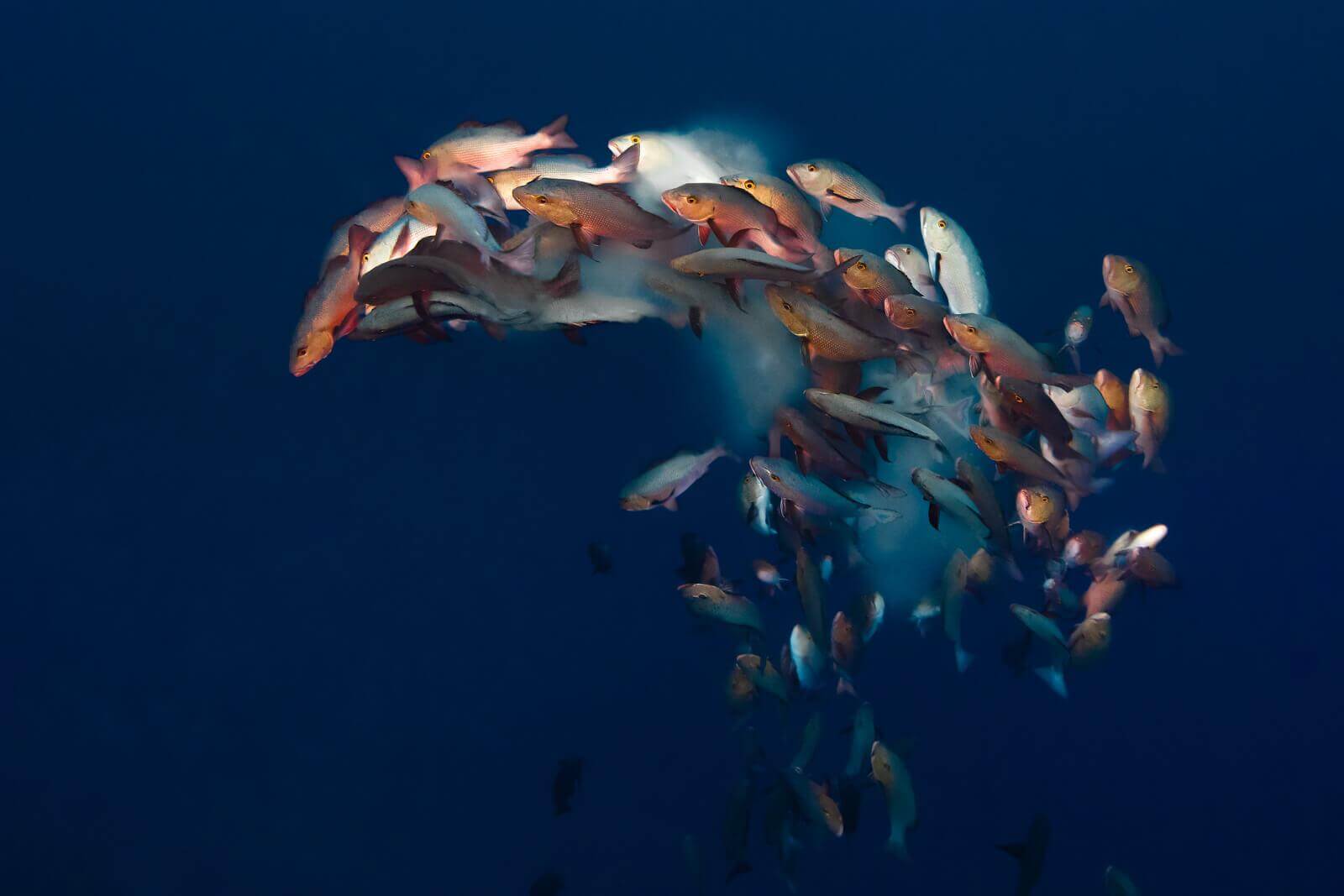 Shoal of Fish Palau Island by Simon Lorenz