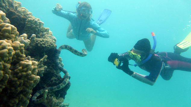 Snorkelling grannies uncover sea snake population in New Caledonia