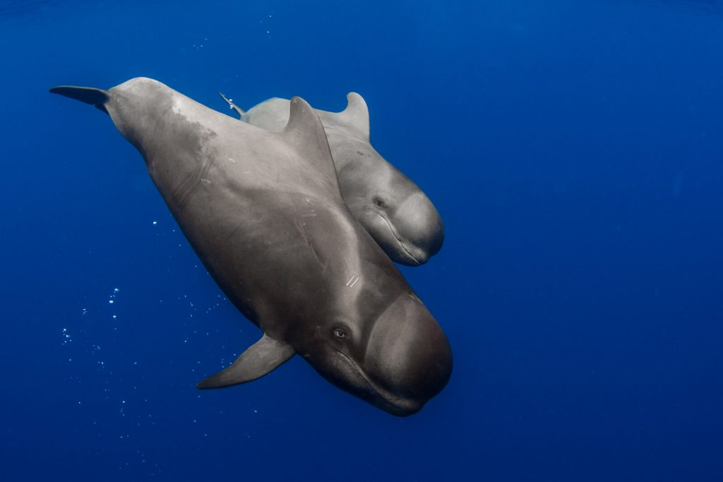 Underwater Photography by Simon Lorenz 7 Pilot Whales