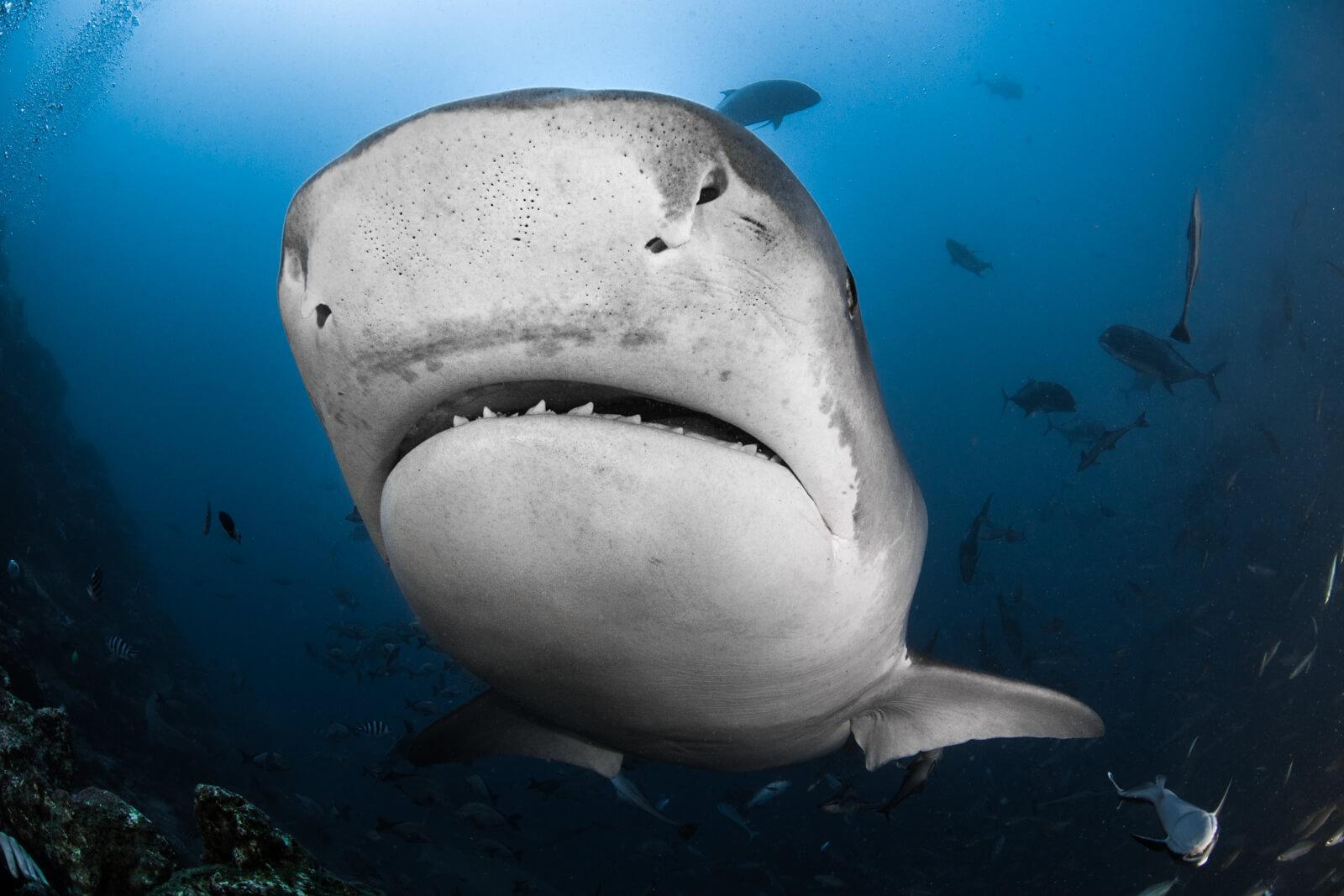Underwater Photography by Simon Lorenz 2 Tiger Shark at Fiji Island