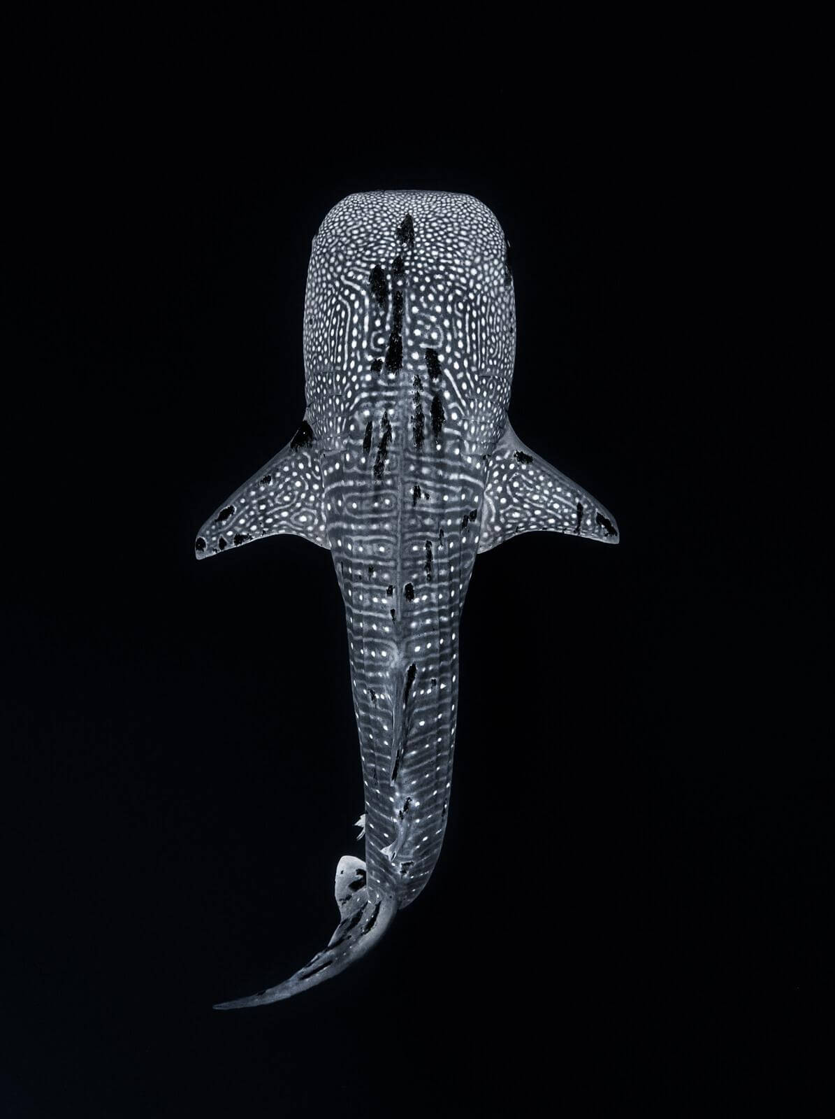 Underwater Photography by Simon Lorenz 3 Whaleshark at Tubbataha Reef by Simon Lorenz