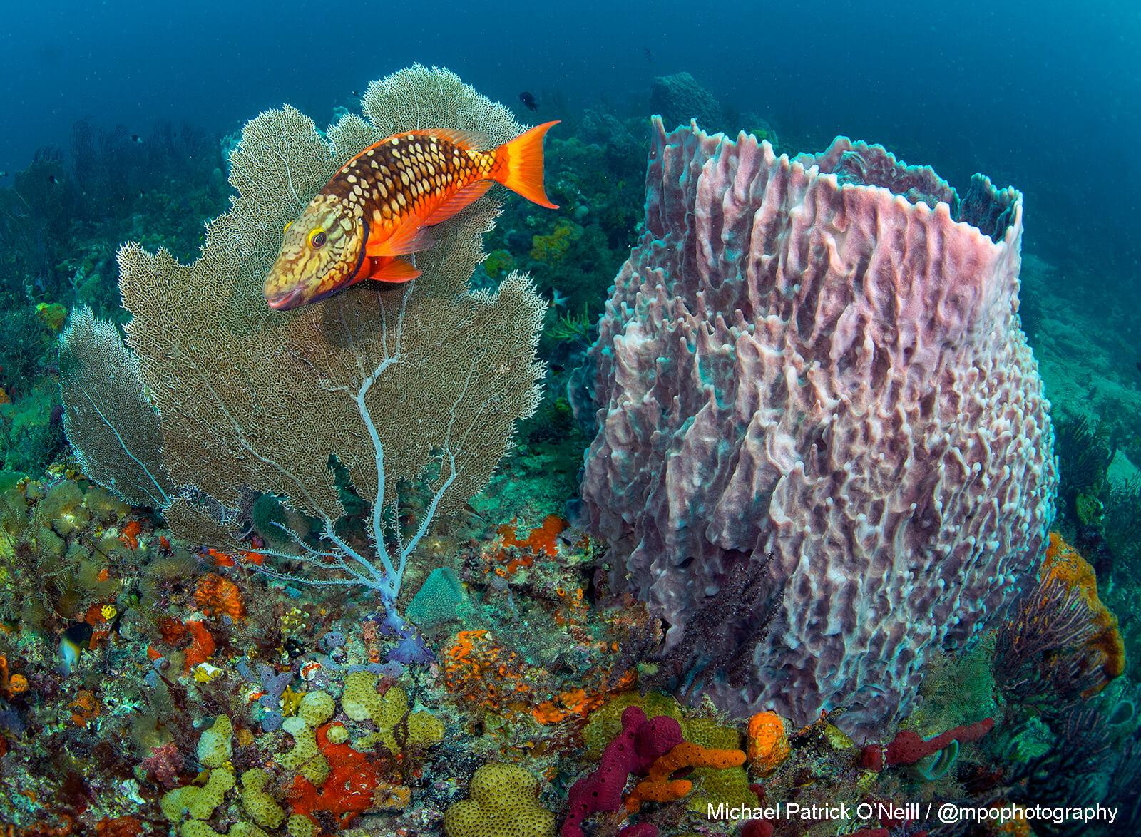 Underwater Photographer Michael Patrick O’Neill 8 Coral Reef Florida. Underwater Photography by Michael Patrick-O’Neill