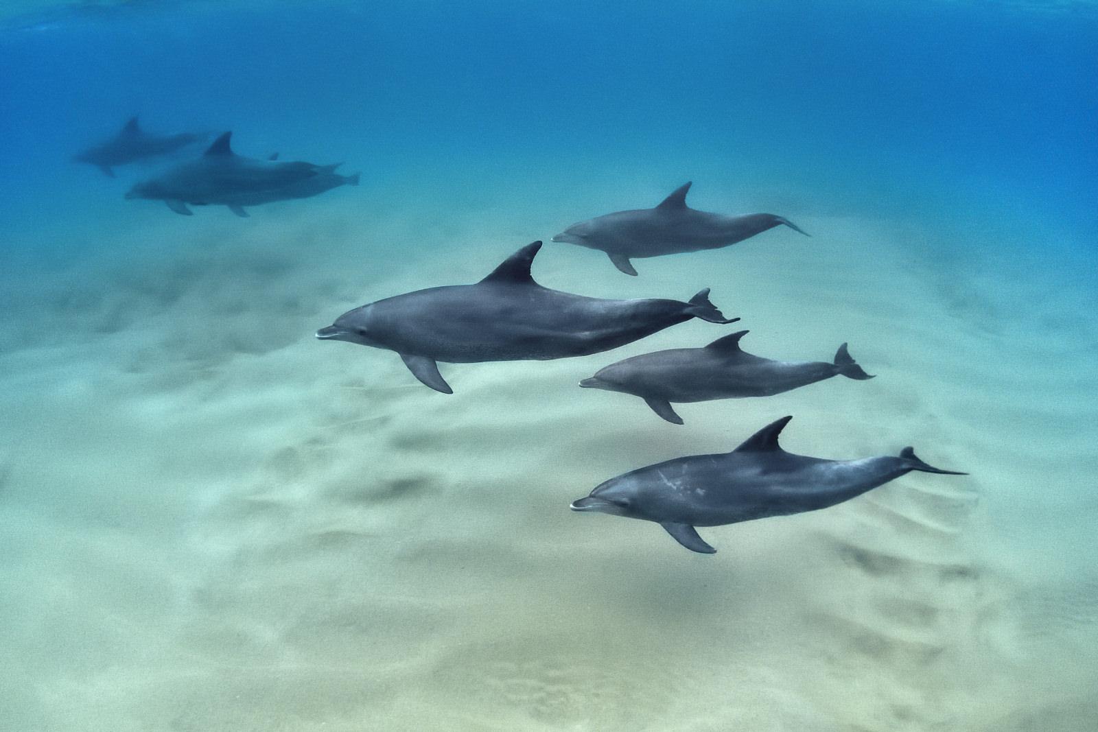 Dolphins Photographed by Damien Mauric