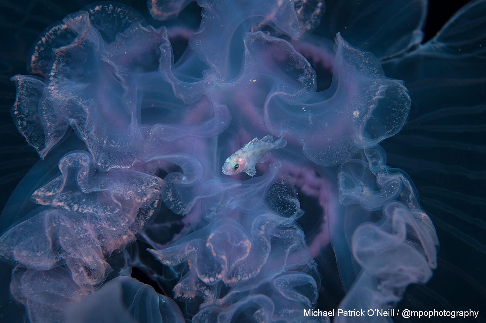 Drift Fish. Underwater Photography by Michael Patrick O’Neill