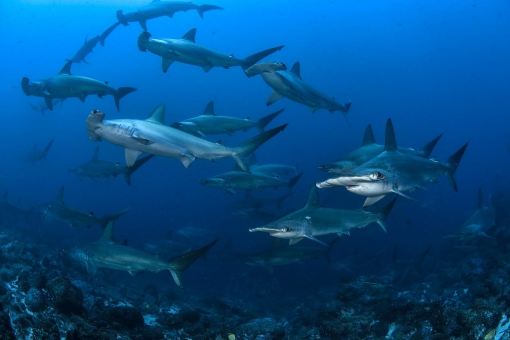 Hammerhead Sharks Underwater Photography by Damien Mauric