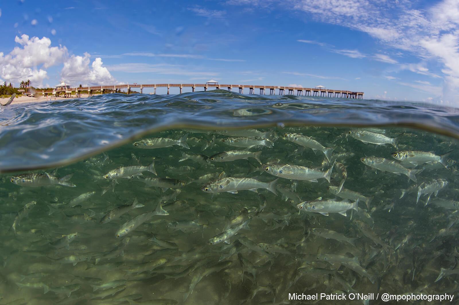 Mullet Migration. Underwater Photography by Michael Patrick O’Neill