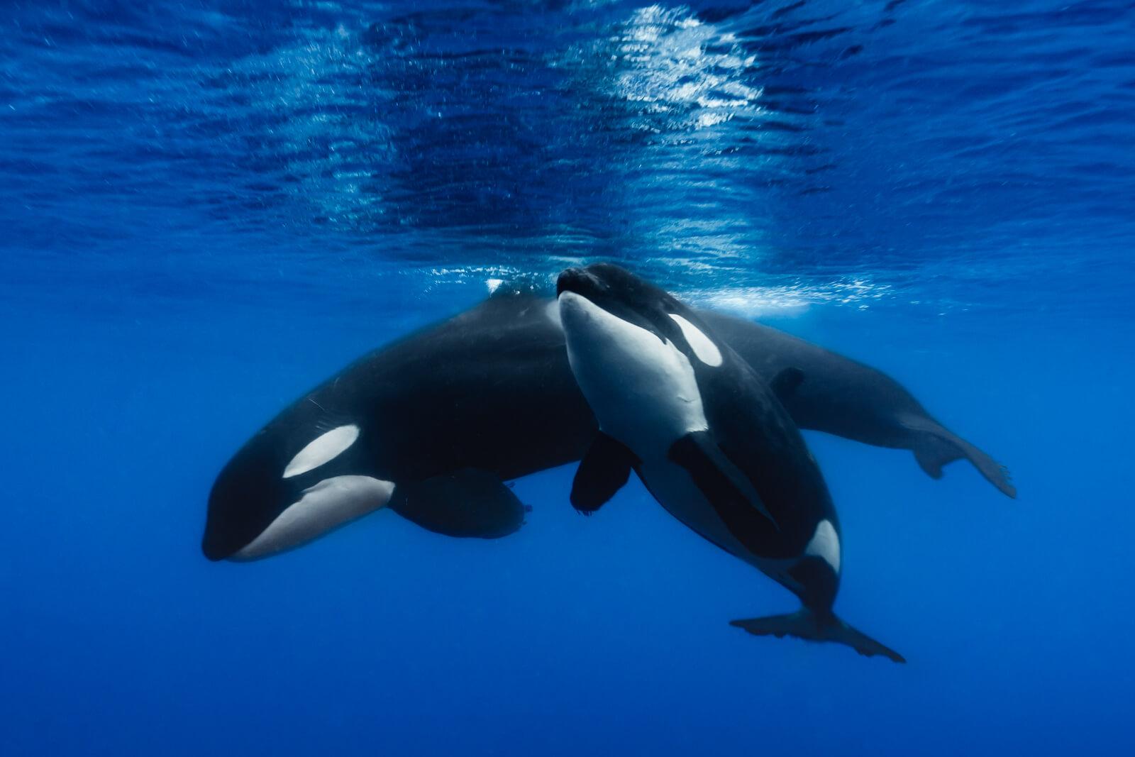 Ron Watkins underwater photography, Orcas in Galapagos