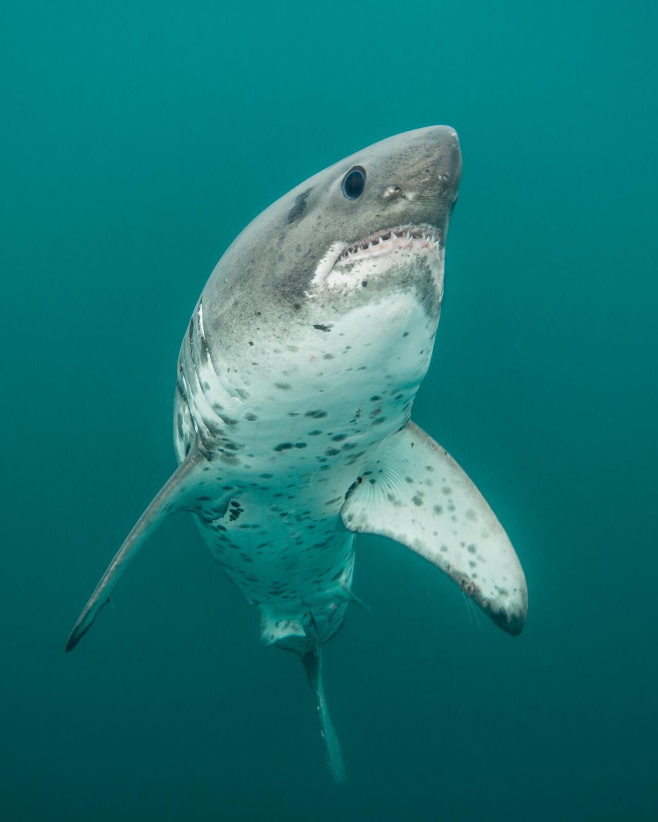 Ron Watkins underwater photography, shark, Alaska