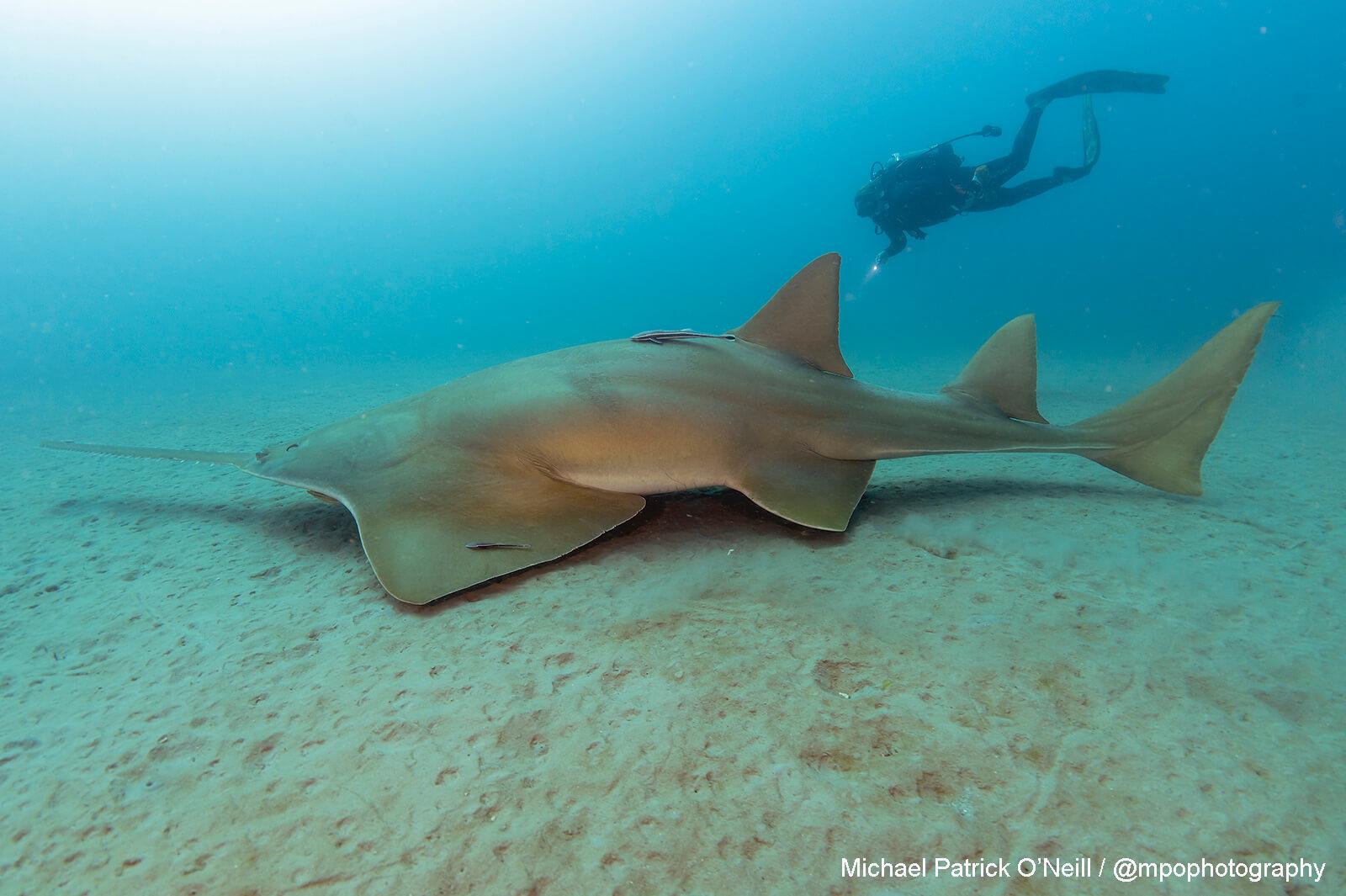 Underwater Photographer Michael Patrick O’Neill 2 Sawfish, Florida. Underwater Photography by Michael Patrick O’Neill