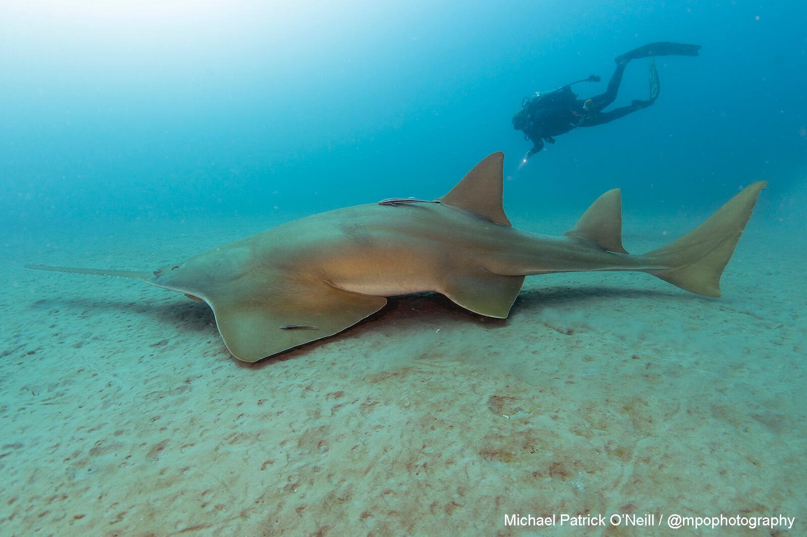 Sawfish, Florida. Underwater Photography by Michael Patrick O’Neill