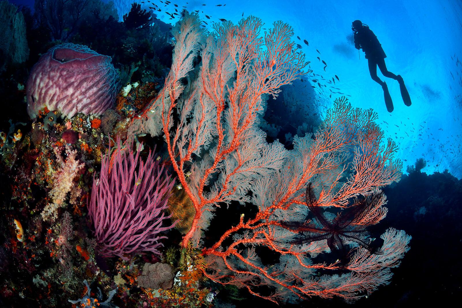 Sea fan and diver by Damien Mauric
