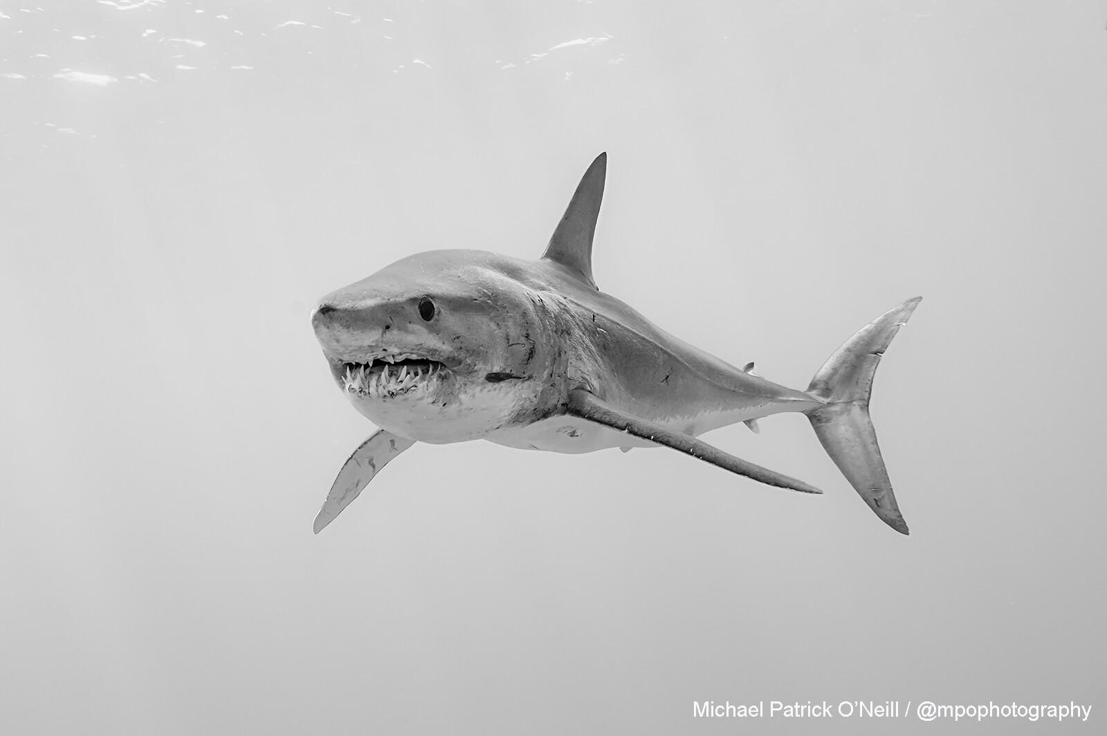 Short fin Mako Shark, Azores. Underwater photography by Michael Patrick O’Neill