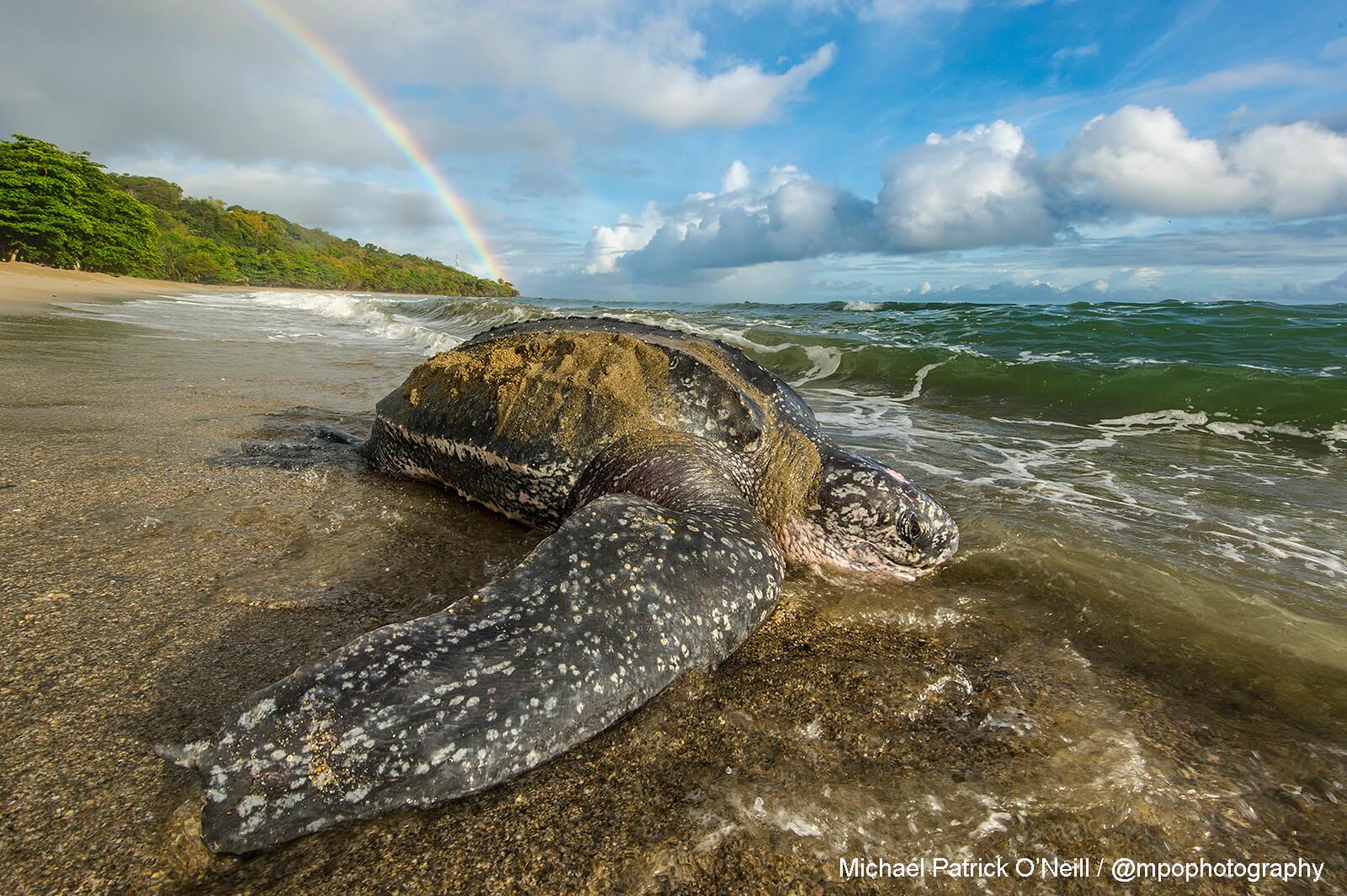 Turtle. Underwater Photography by Michael Patrick O’Neill