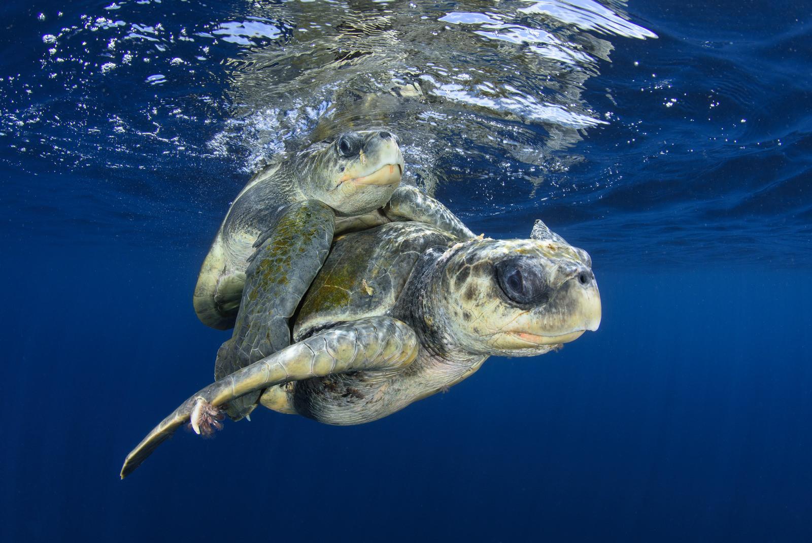 Underwater Turtles by Damien Mauric
