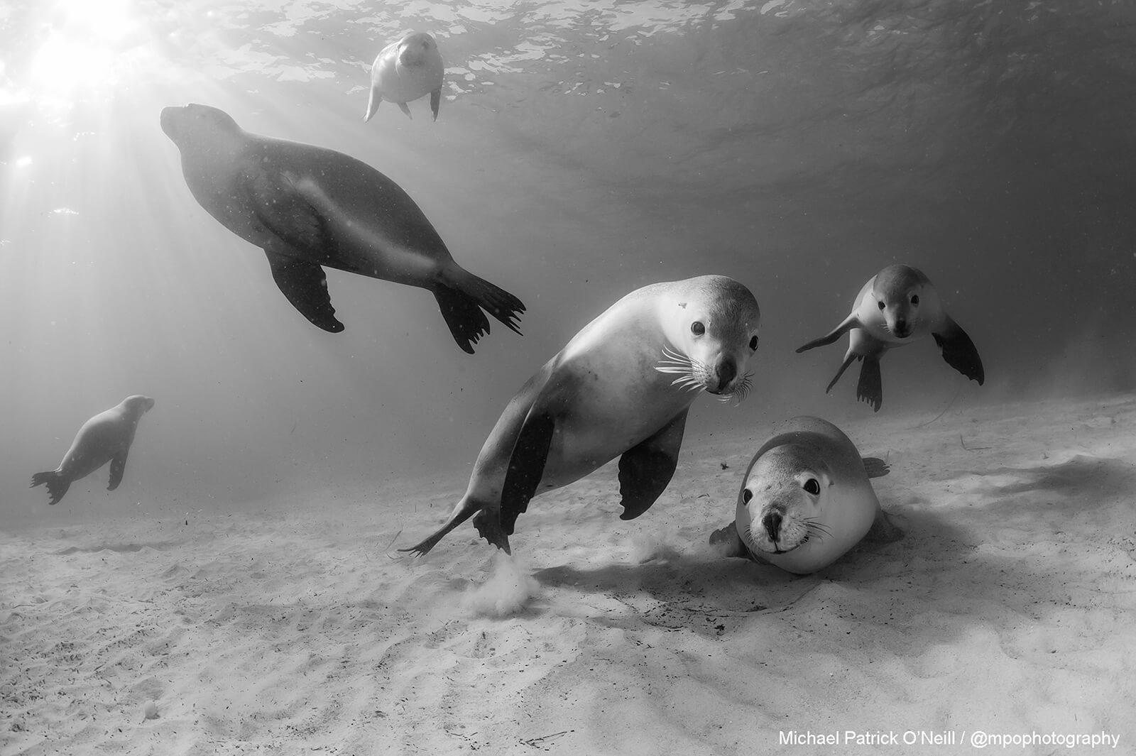 Underwater photography by Michael Patrick O’Neill