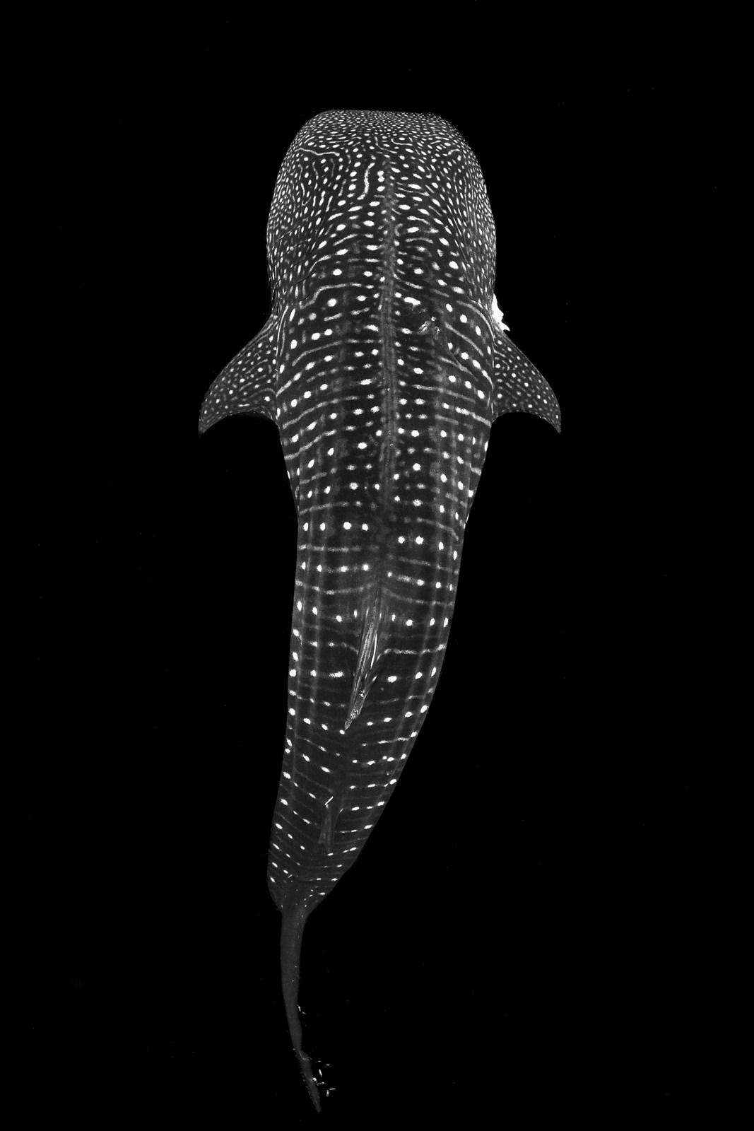 Whale Shark - Underwater Photography by Damien Mauric