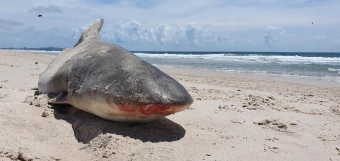 Half Eaten Shark Washes Ashore at Bribie Island.