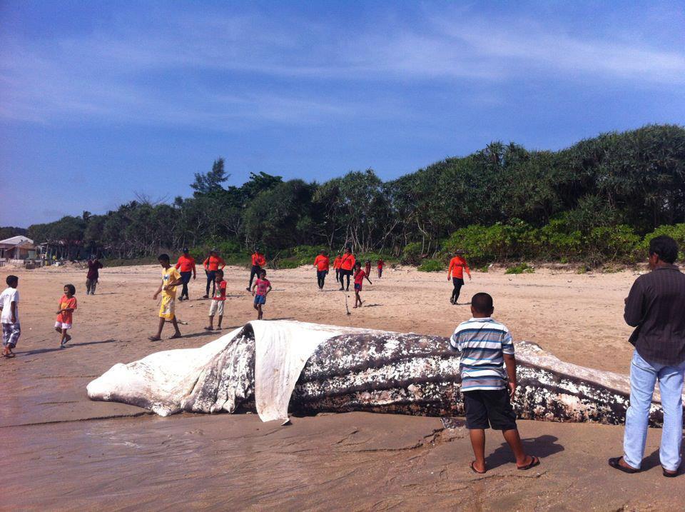Dead Whale Shark on a beach in Thailand