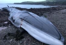 fin whale stranded off Cornish coastline