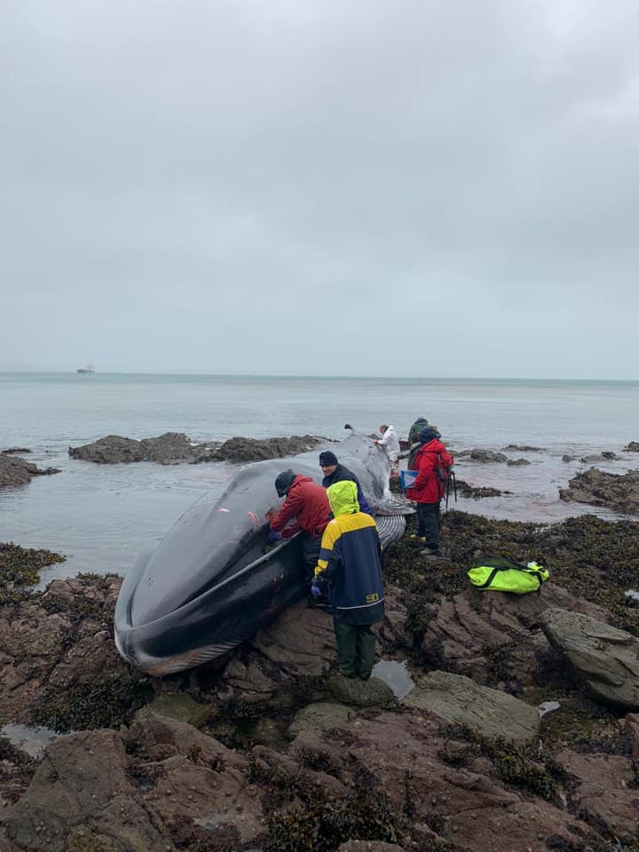 fin whale stranded off Cornish coastline