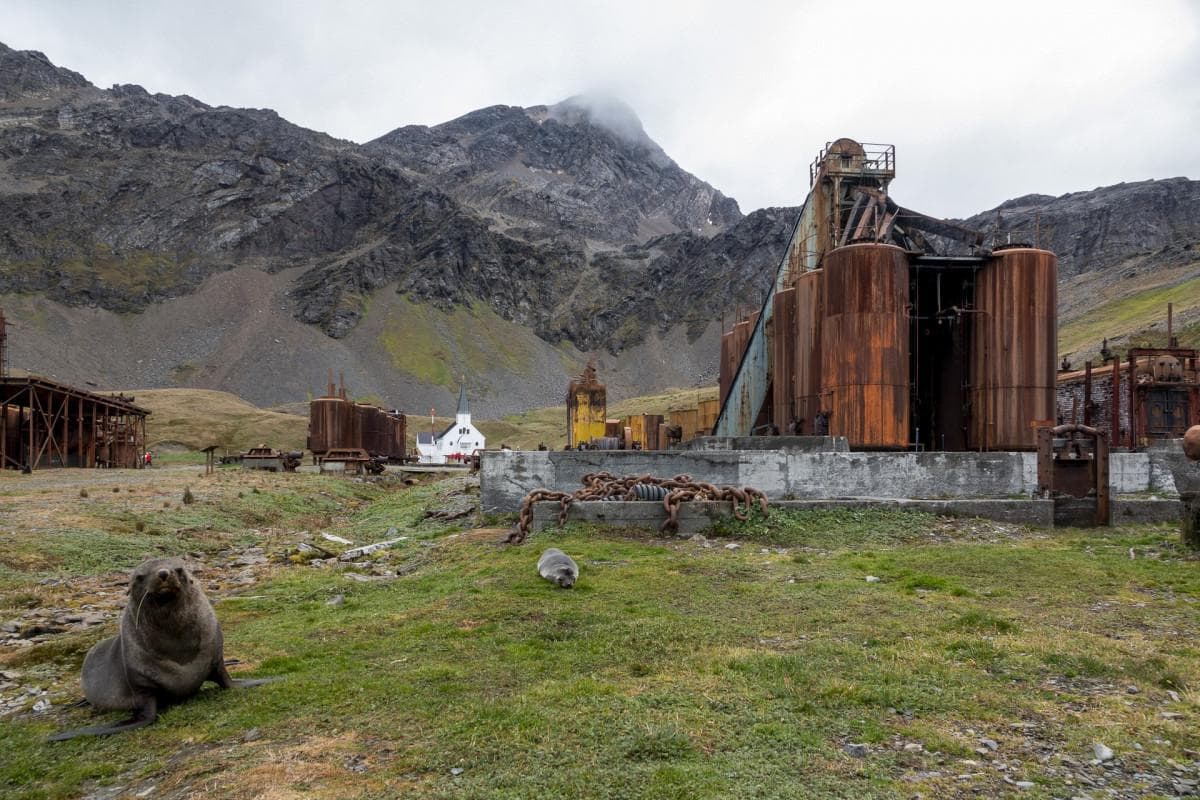 Blue Whales Making a Come Back 1 Abandoned South Georgia Whaling Station