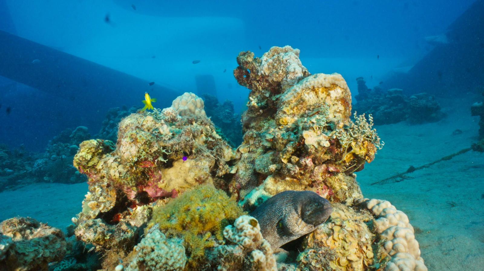 Aqaba Latest Artificial Reef