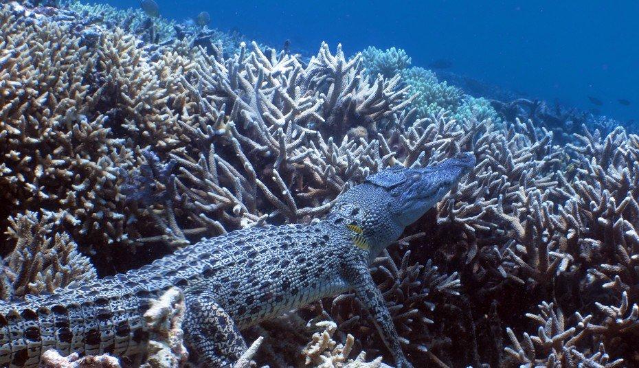 Crocodile Spotted on the Great Barrier Reef