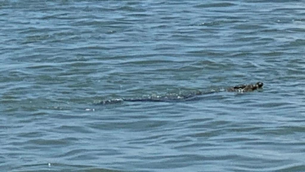 Welcome Rain, Unwelcome visitors. 2 Crocodile seen at Gladstone Harbour