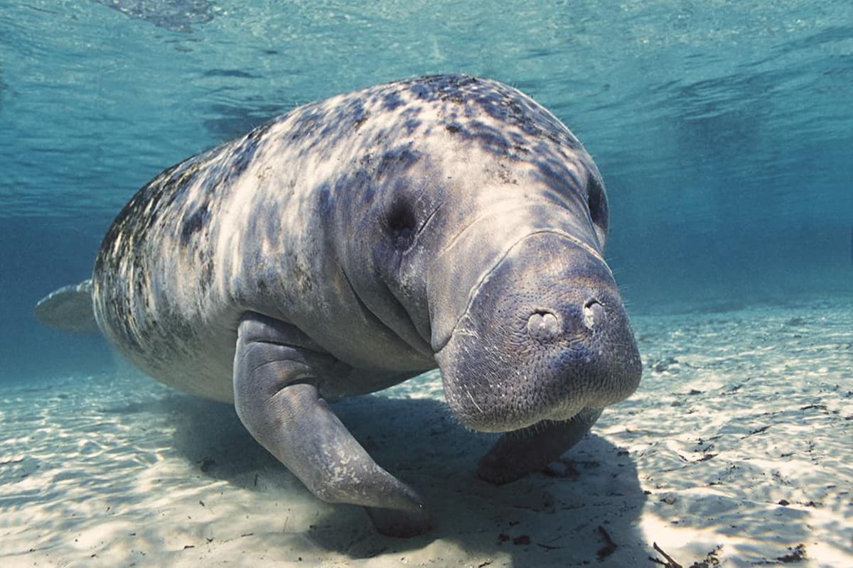 Manatee