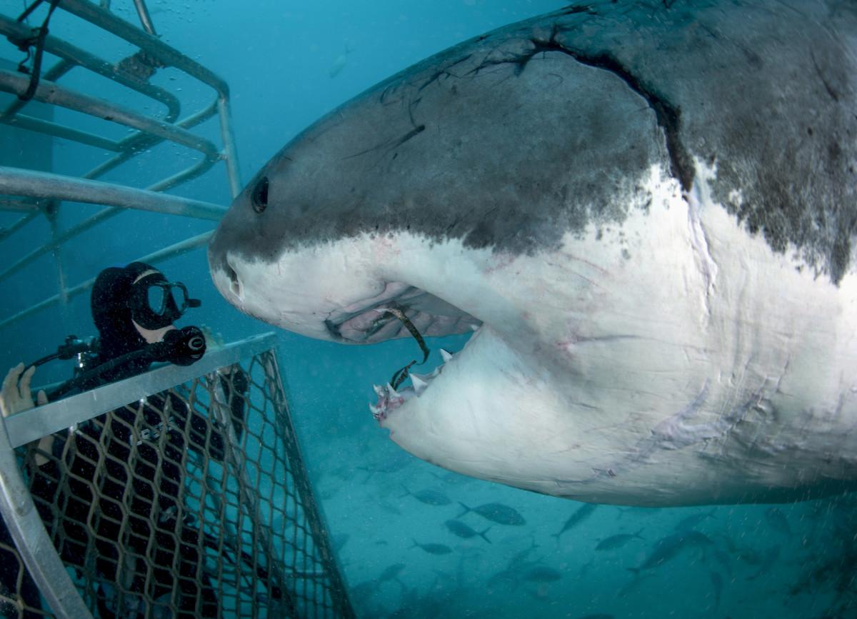 Shark Proof Wetsuit Material 2 Great White Called Matilda