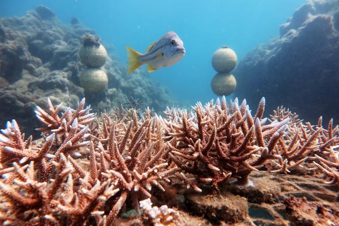 NESP Aesthetics Restoration Manta Ray Bay #U00a9 Reef Ecologic