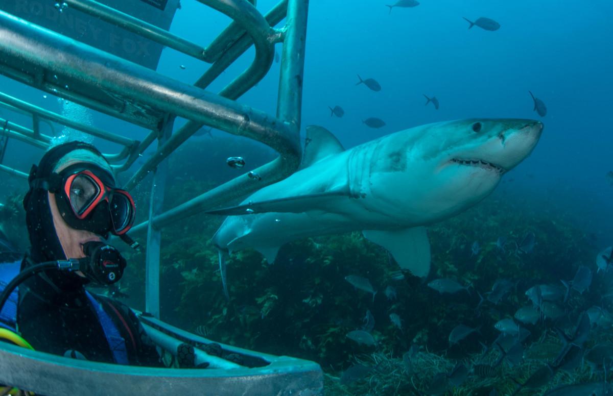 Shark Proof Wetsuit Material 3 Ocean floor cage diving view
