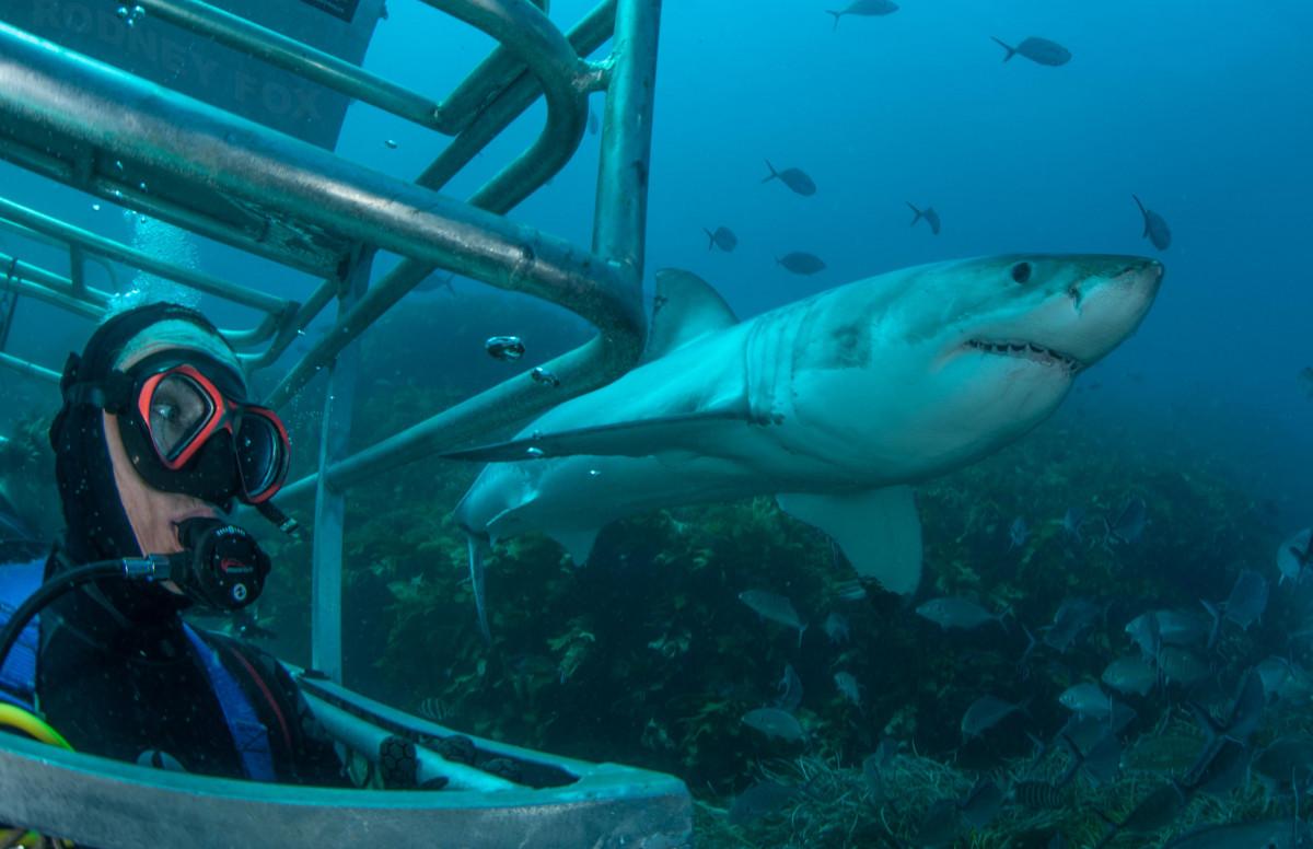 Ocean floor cage diving view