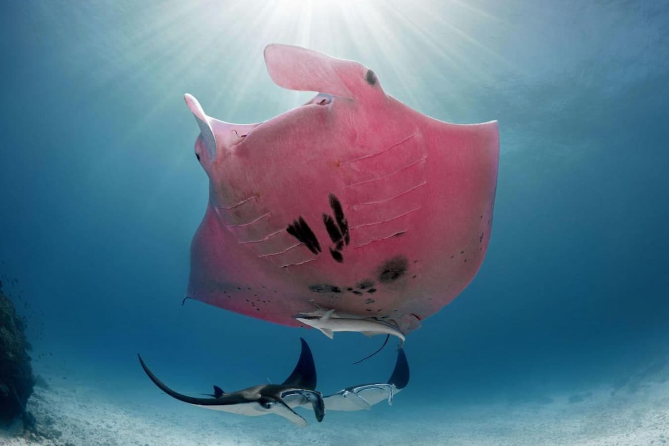 Pink Manta Ray