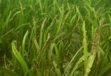 Seagrass Helps to Save a Sinking Island.