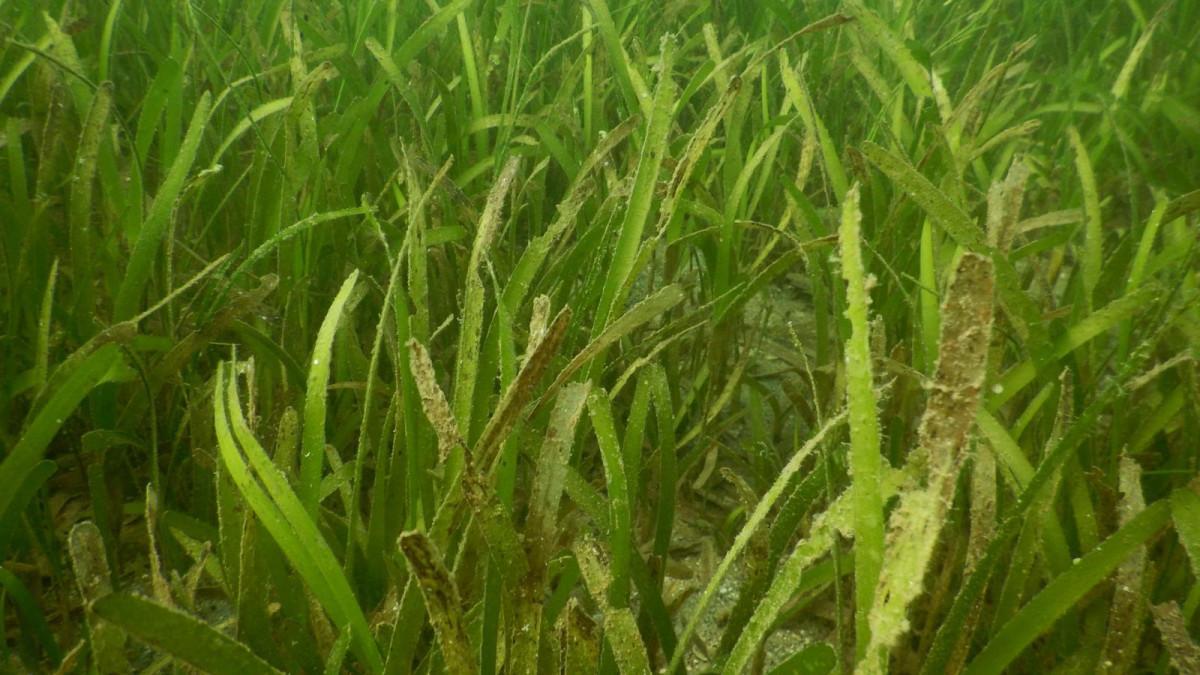 Seagrass Helps to Save a Sinking Island.