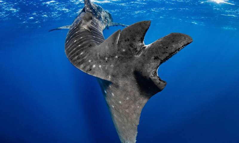 Whale shark inured by what looks like a boat collision 